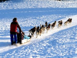 chiens-de-traîneau Font-Romeu
